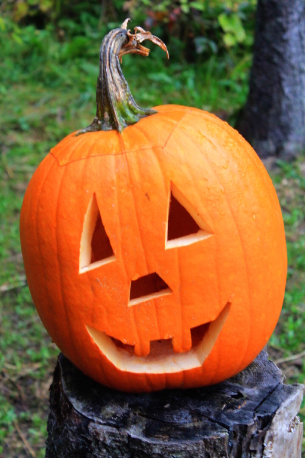 Photo: Pumpkin Left By Columbus Day Campers