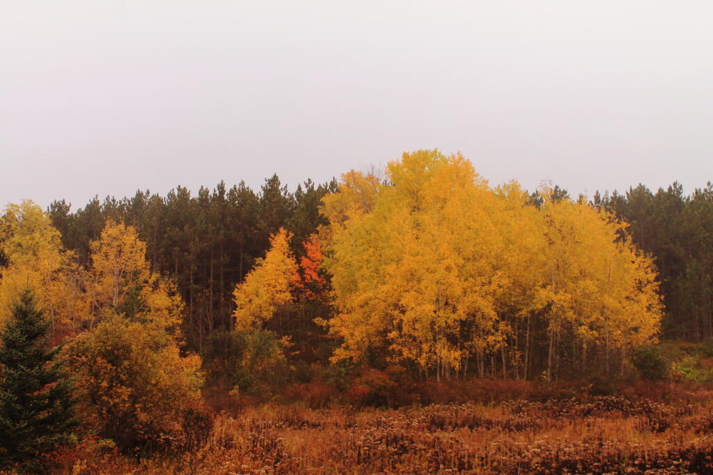 Photo: Aspen Stand Photo: Aspen Stand