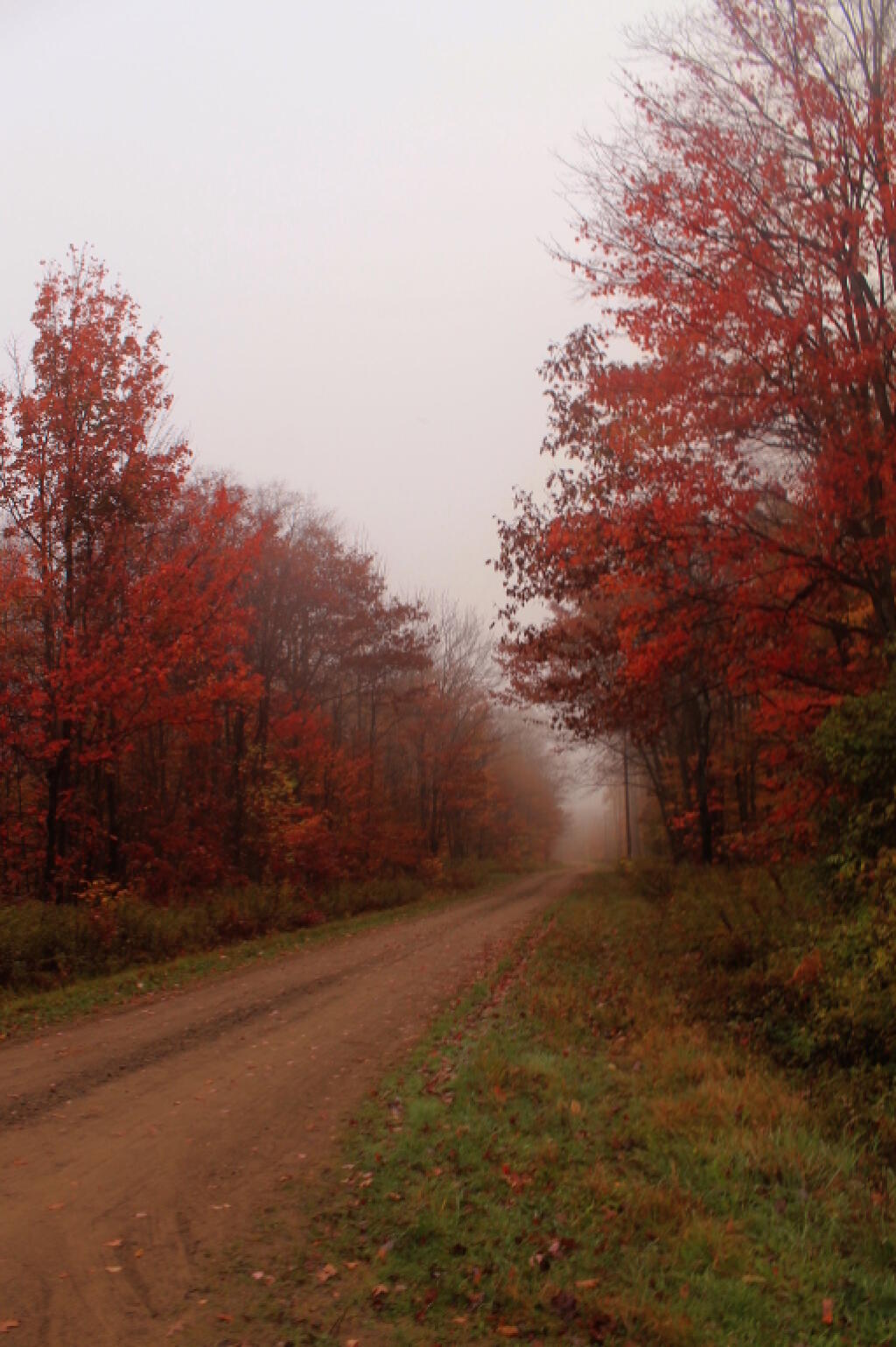 Photo: Foggy McCarthy Hill Road Photo: Foggy McCarthy Hill Road