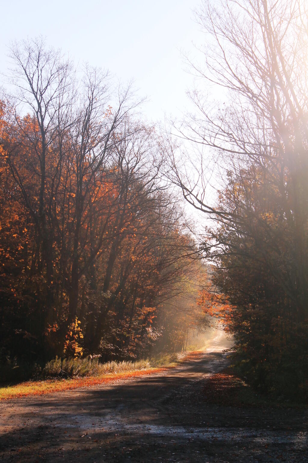 Photo: Fog on the Road