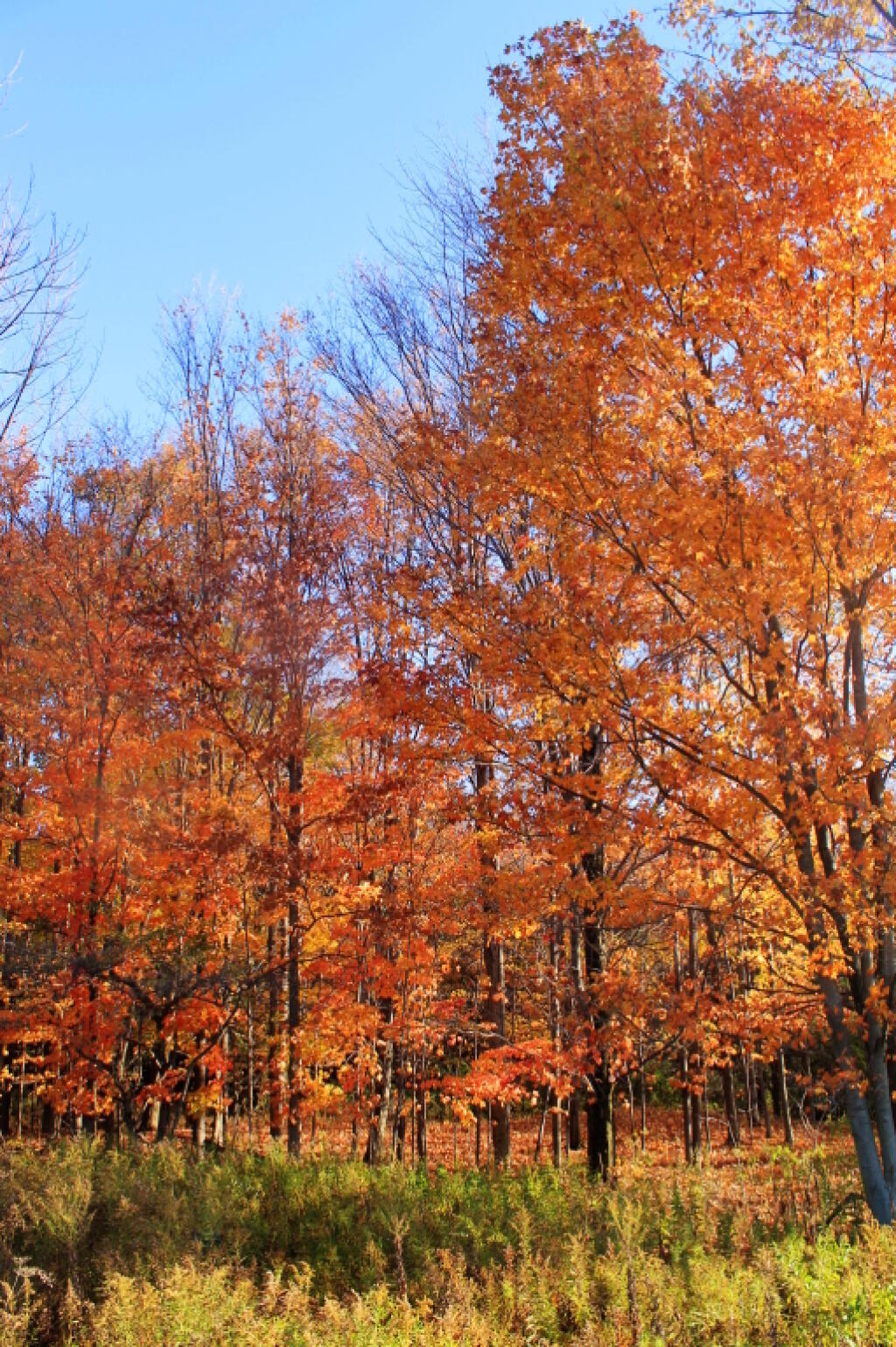 Photo: Maple Stand