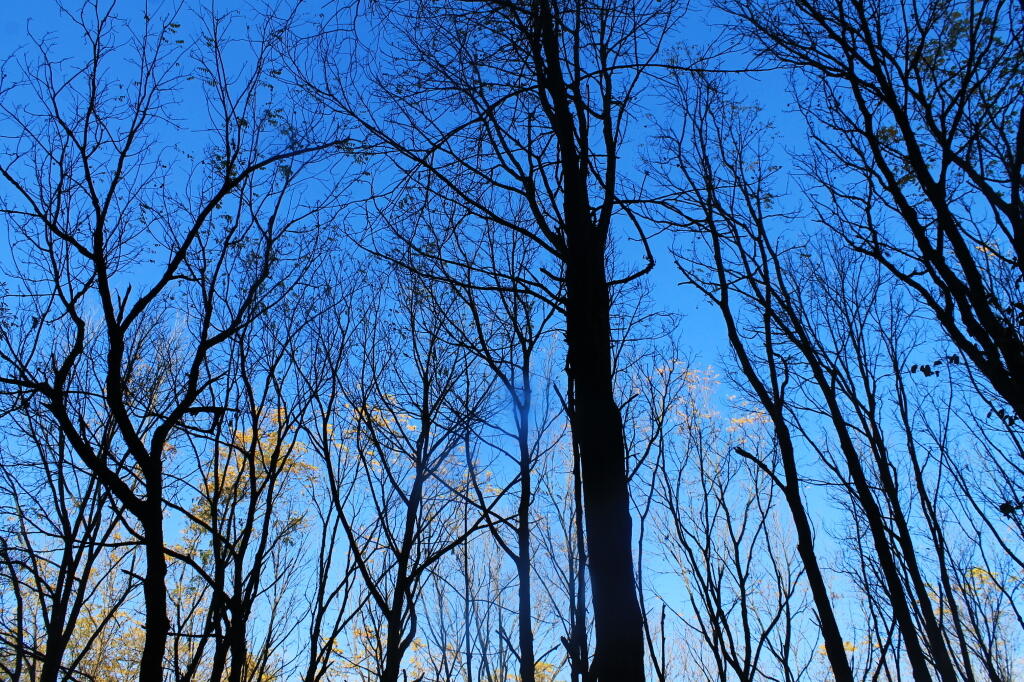 Photo: Not Many Leaves Left