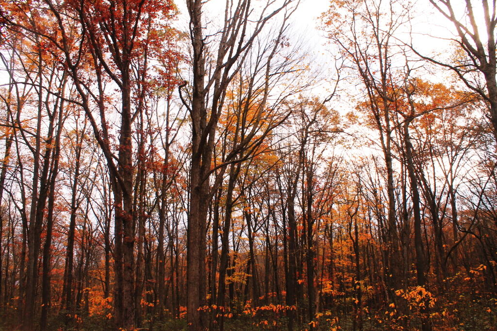 Photo: Forest Near Jakes Rocks