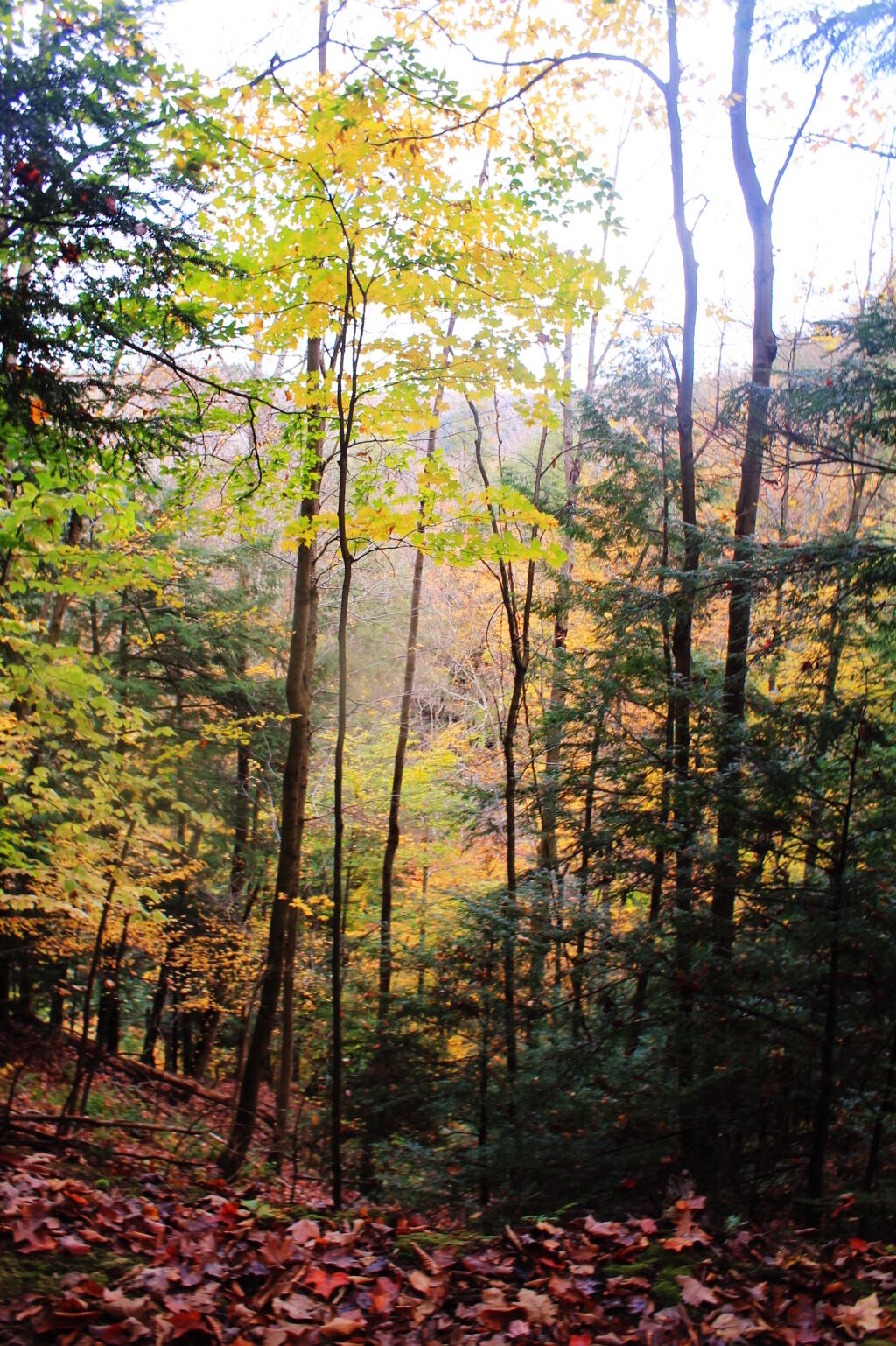 Photo: Gorge View 7