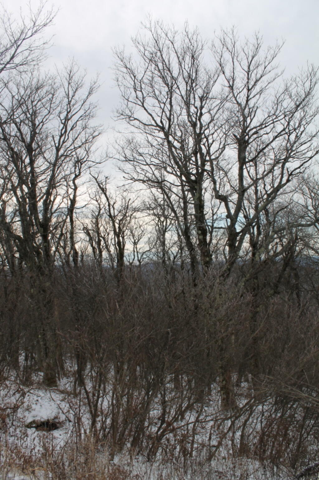Photo: Snow in the Woods