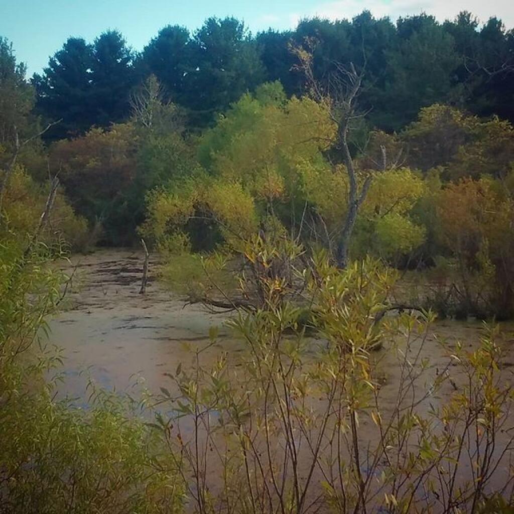 Photo: From the bird blind