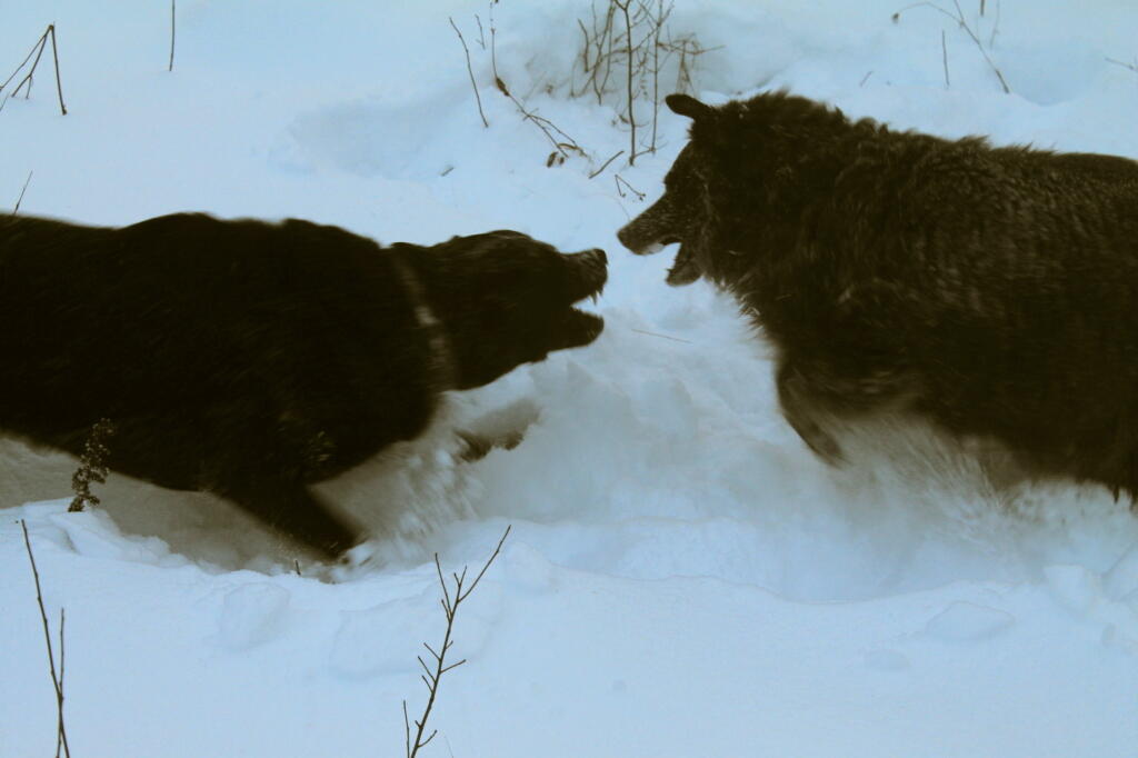 Photo: Playing