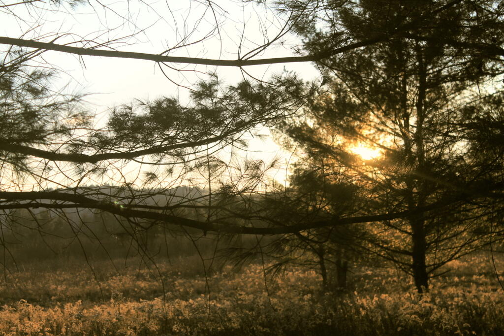 Photo: Sunlit Branches