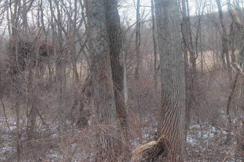Photo: Marshlands