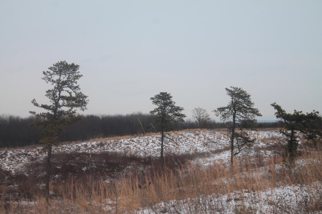 Photo: Pine Barriens