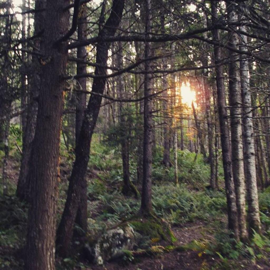 Photo: Woods near camp