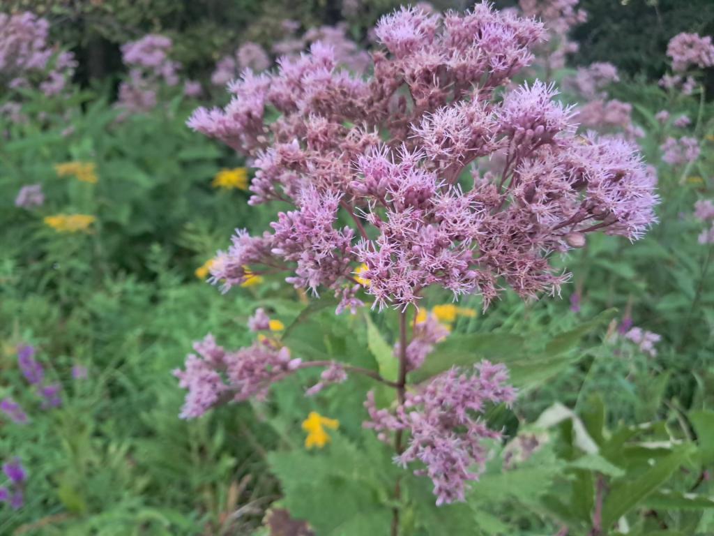 Photo: Swamp Milkweed