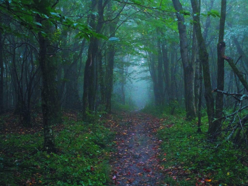 Photo: Rainy Day on the Taconic Crest Trail [Expires October 5 2026]