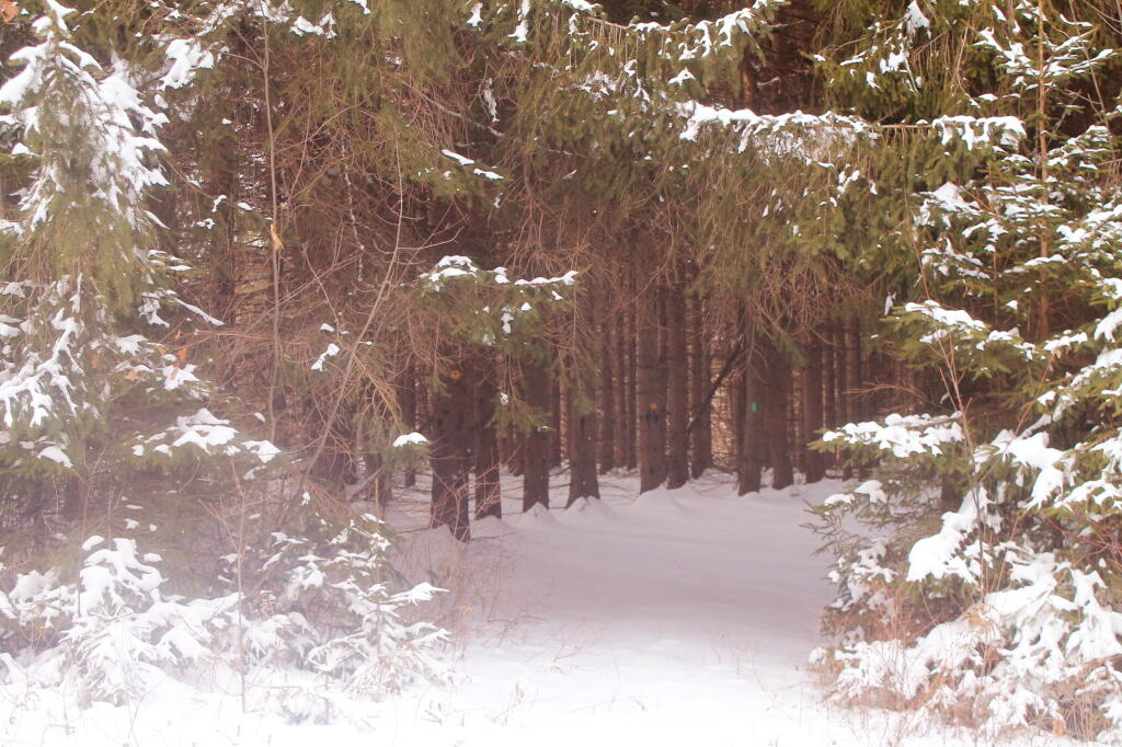 Photo: Into the White Pines
