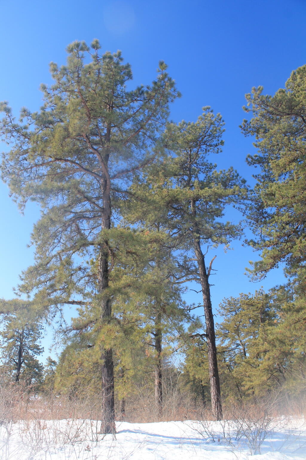 Photo: Pitch Pine
