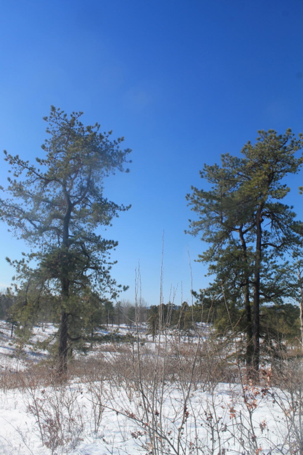 Photo: Two Pitch Pines