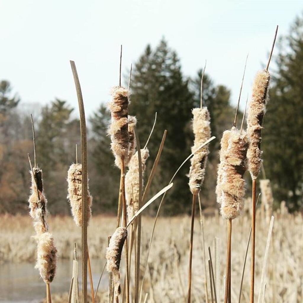 Photo: Cattails