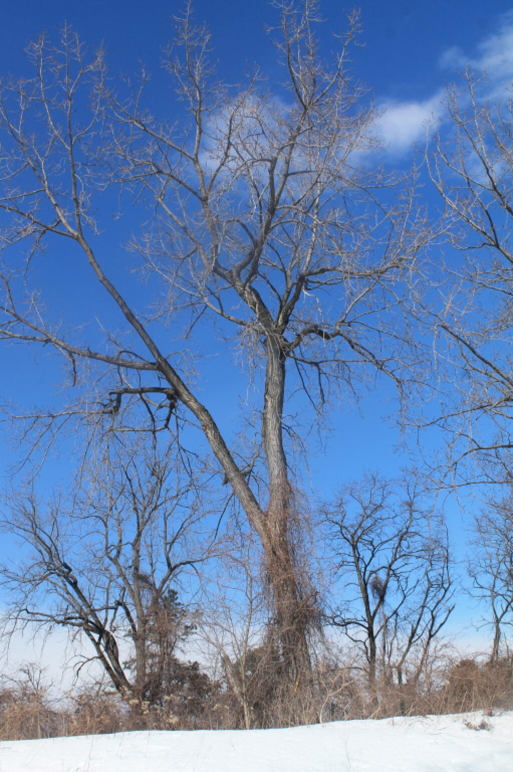 Photo: Overgrown Trees