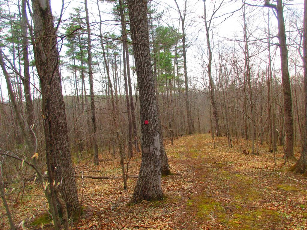 Photo: Trail back to the Coeymans Creek