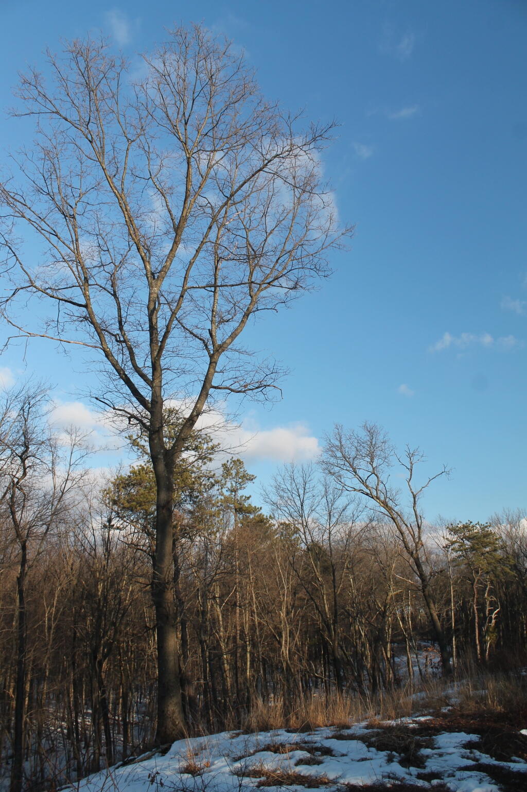 Photo: Ash Tree