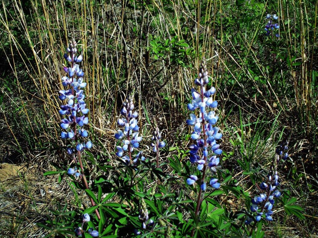 Photo: Lupine