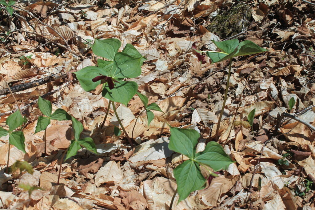 Photo: No Flowers Yet Photo: No Flowers Yet