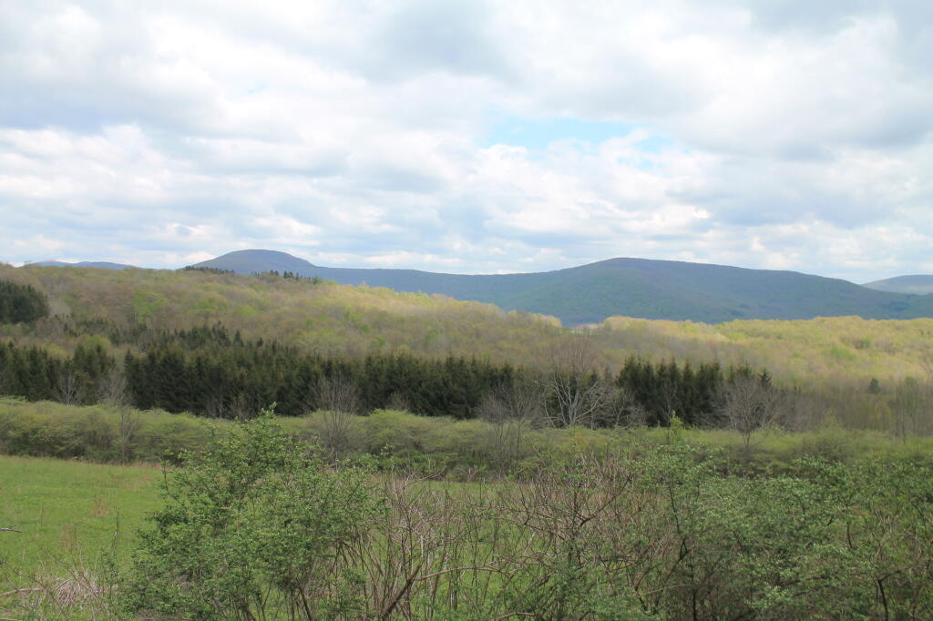 Photo: Spring Scenery Along Burroughs Road Photo: Spring Scenery Along Burroughs Road
