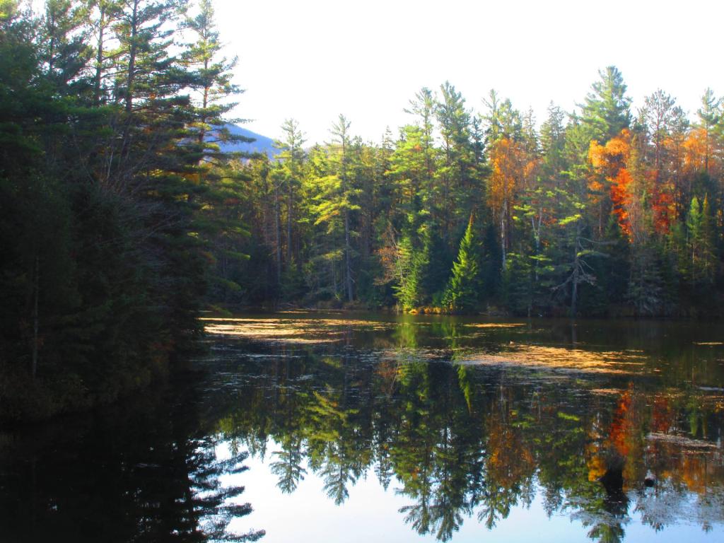 Photo: Tributary of Lake Flower