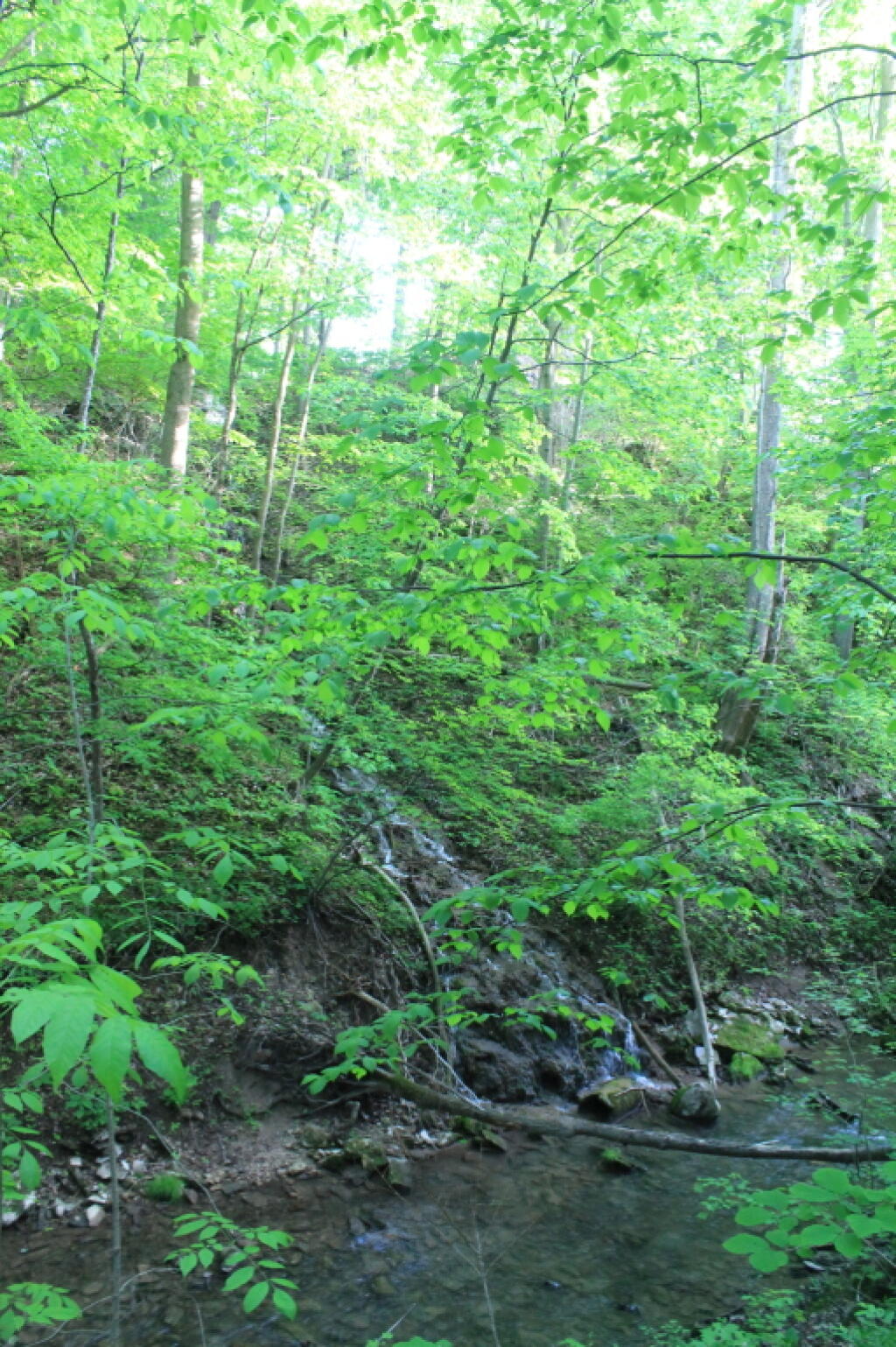 Photo: Canastota Creek