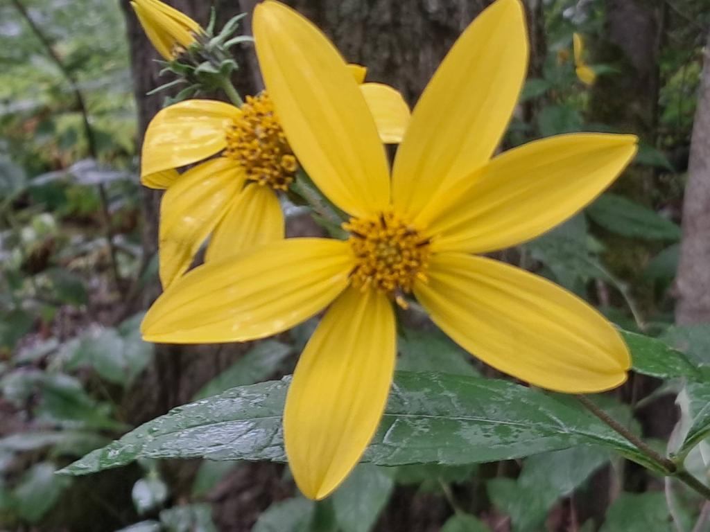 Photo: Sunshine in a flower