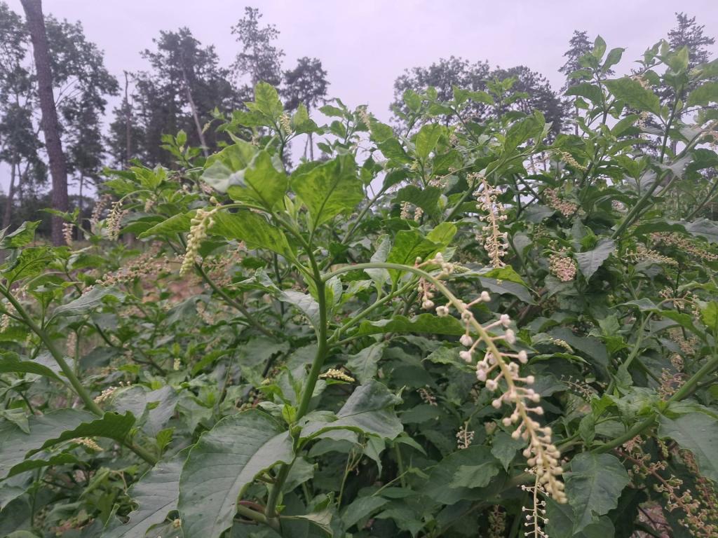 Photo: American Pokeweed