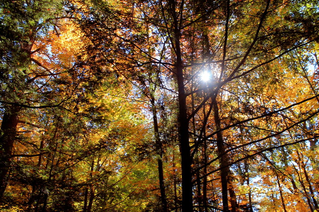 Photo: Sun Through The Fall Trees Photo: Sun Through The Fall Trees