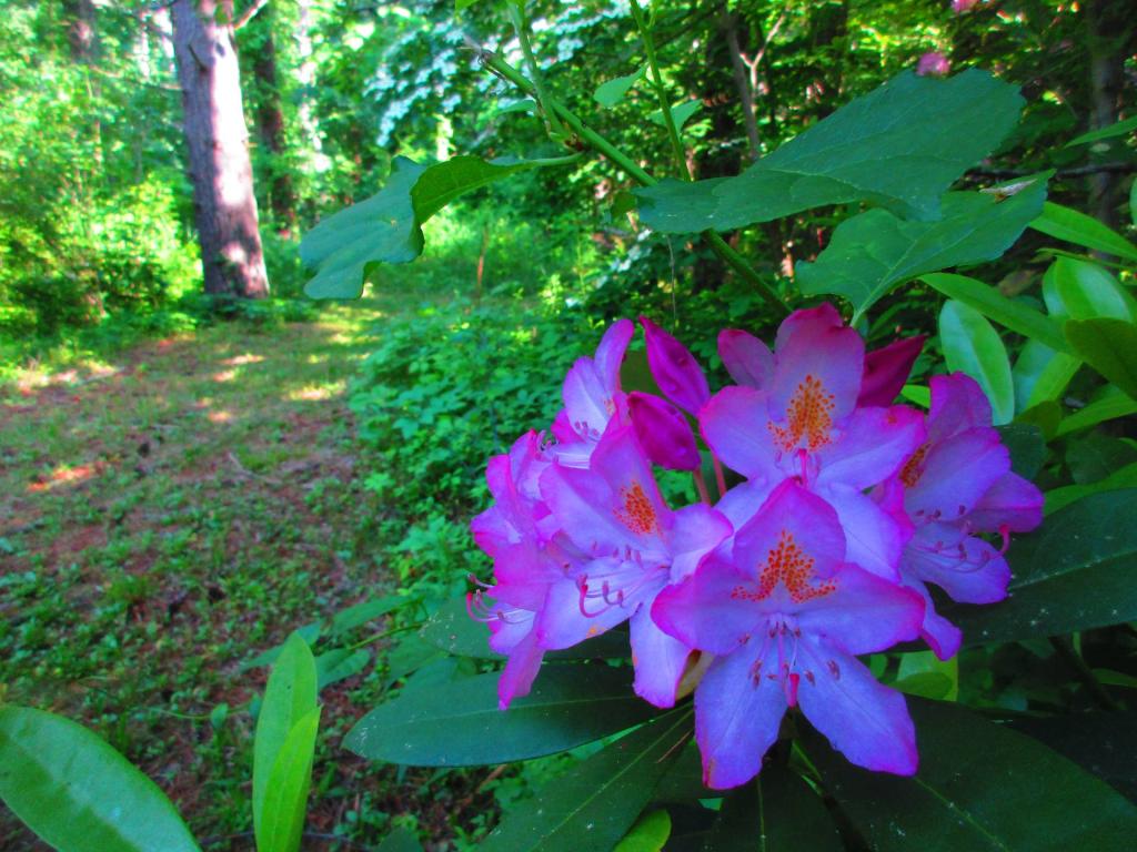 Photo: Rhododendron Photo: Rhododendron