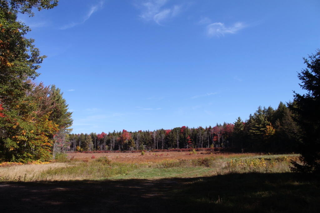 Photo: Duck Pond