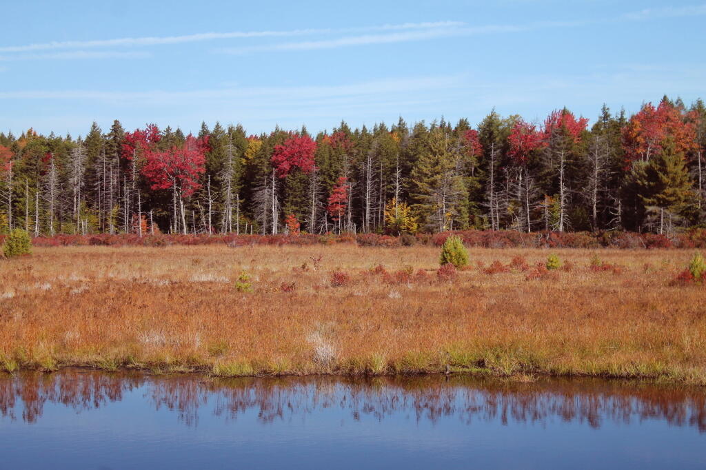 Photo: Some Color