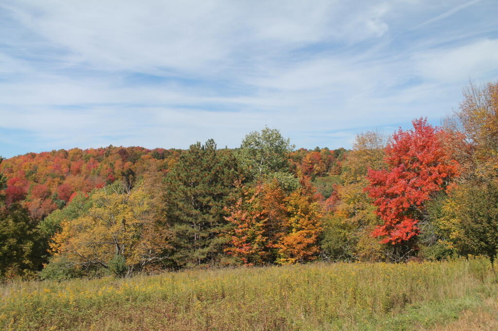Photo: Colors Along Duck Pond