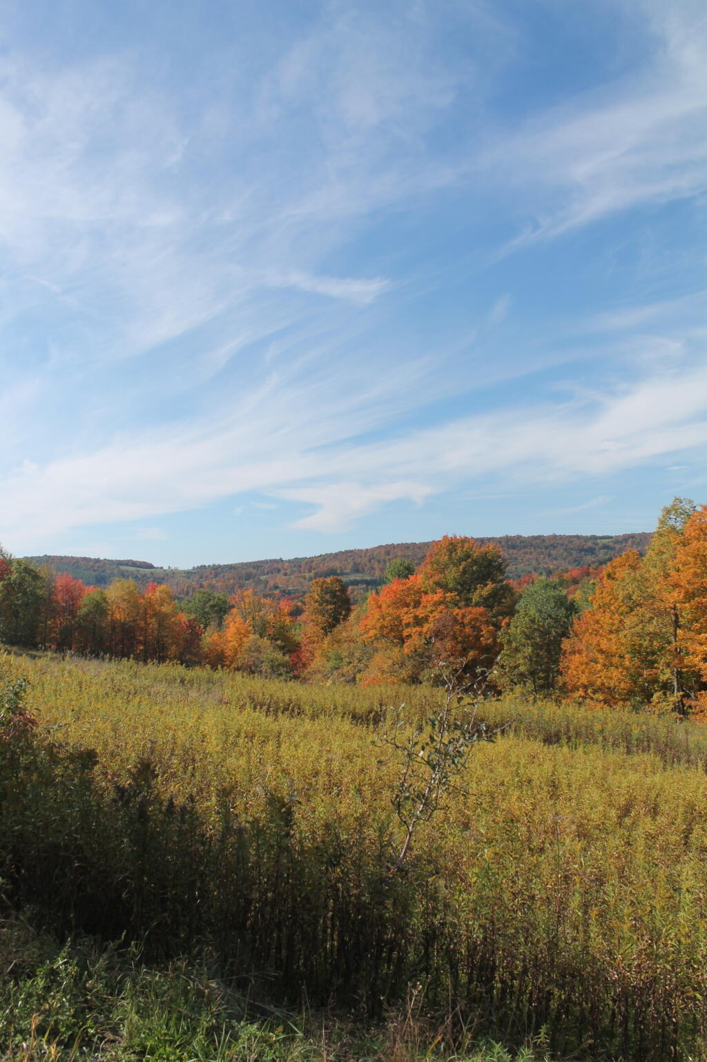 Photo: Looking Into Warton Hollow