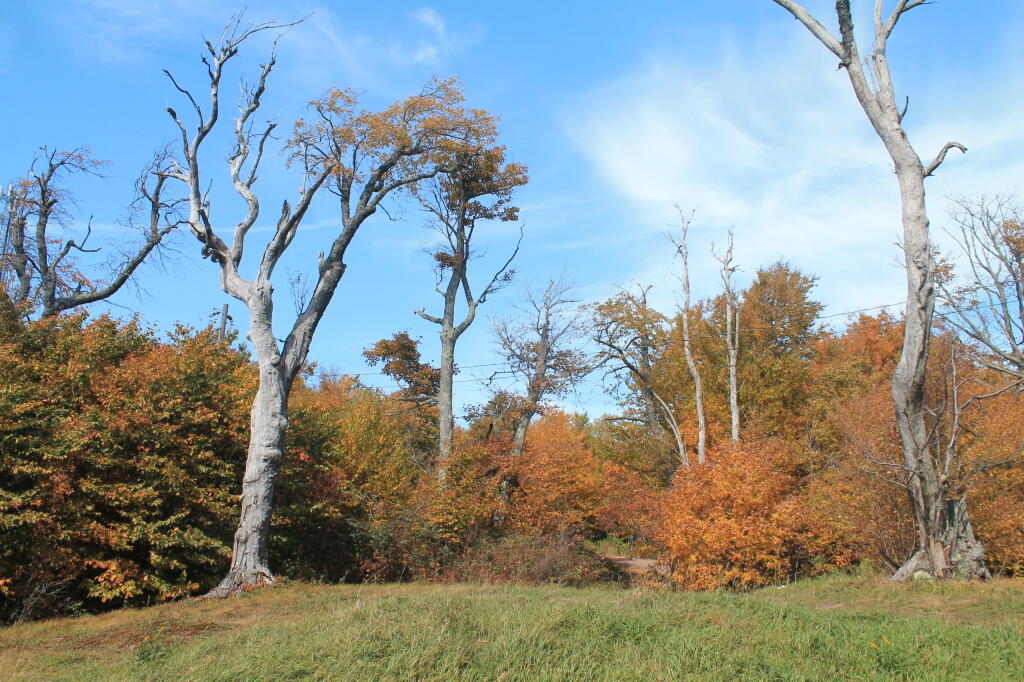 Photo: Autumn