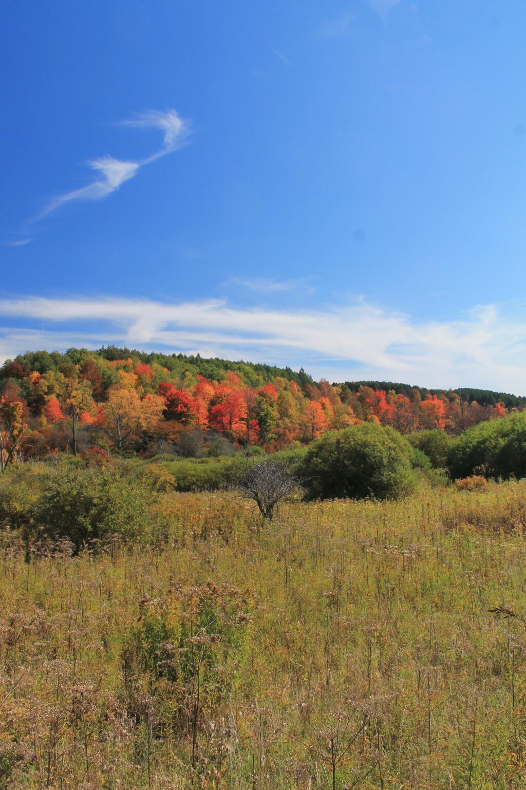Photo: Colorful Tree Line