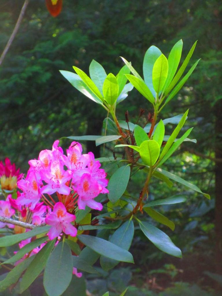 Photo: Rhododendron Photo: Rhododendron