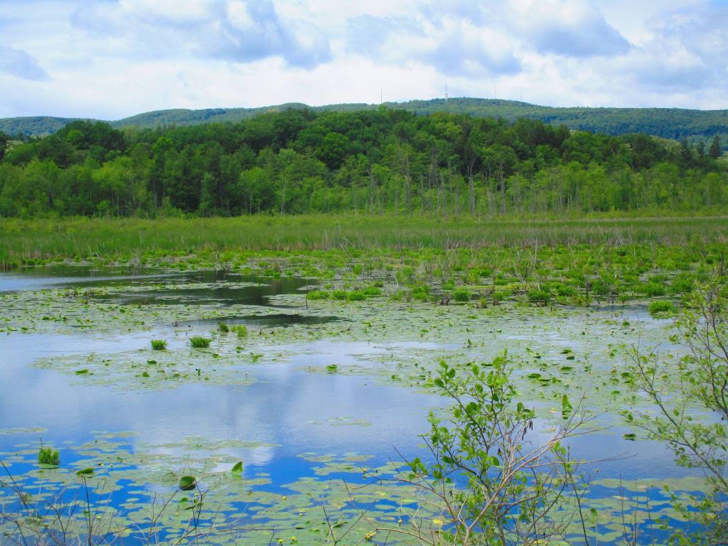 Photo: Black Creek Marsh