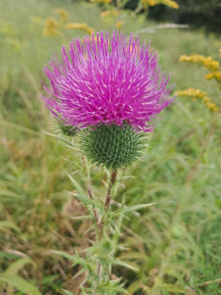 Photo: Burdock