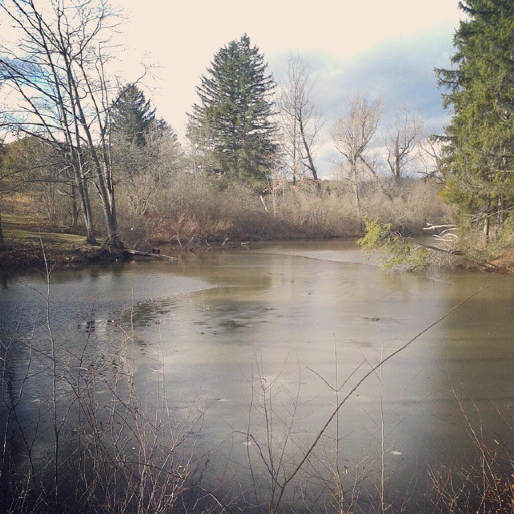 Photo: Only a small skim of ice on the pond today