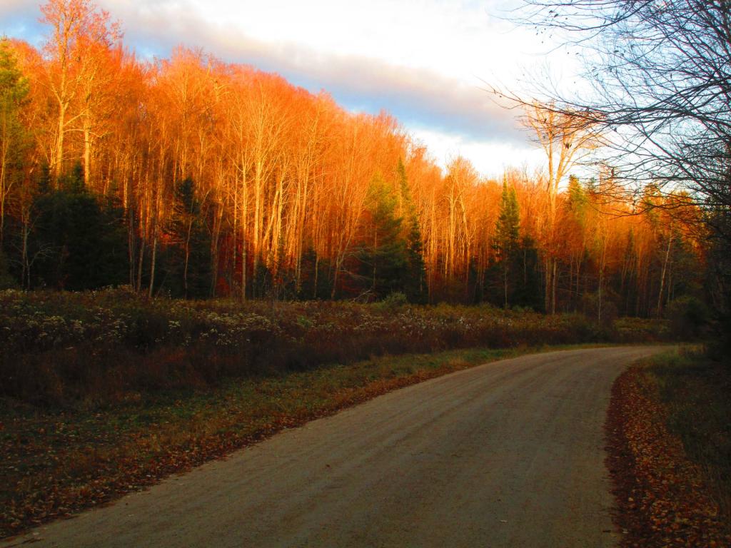 Photo: Jessup River Road