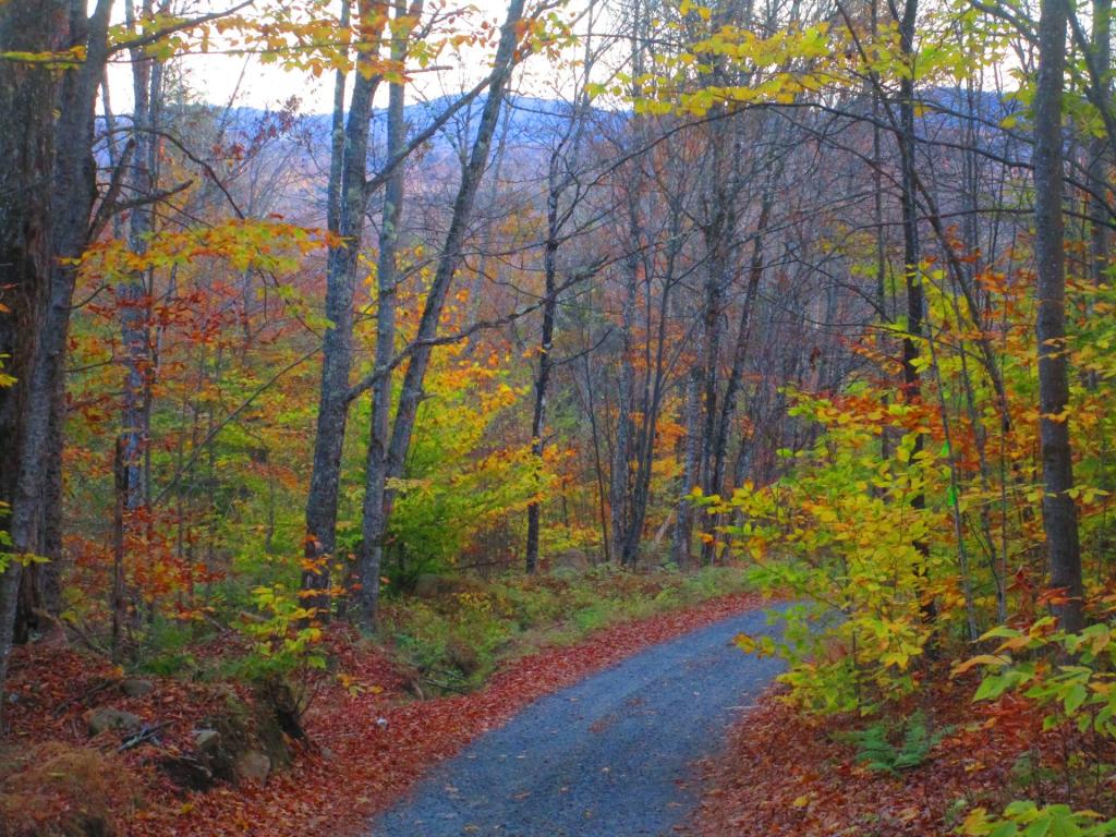 Photo: Old Military Road Photo: Old Military Road