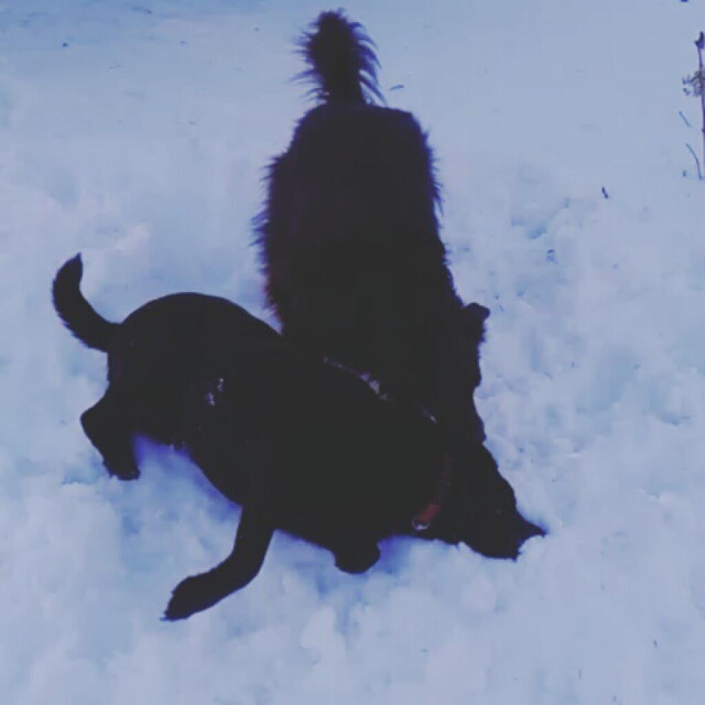 Photo: Playing in the snow