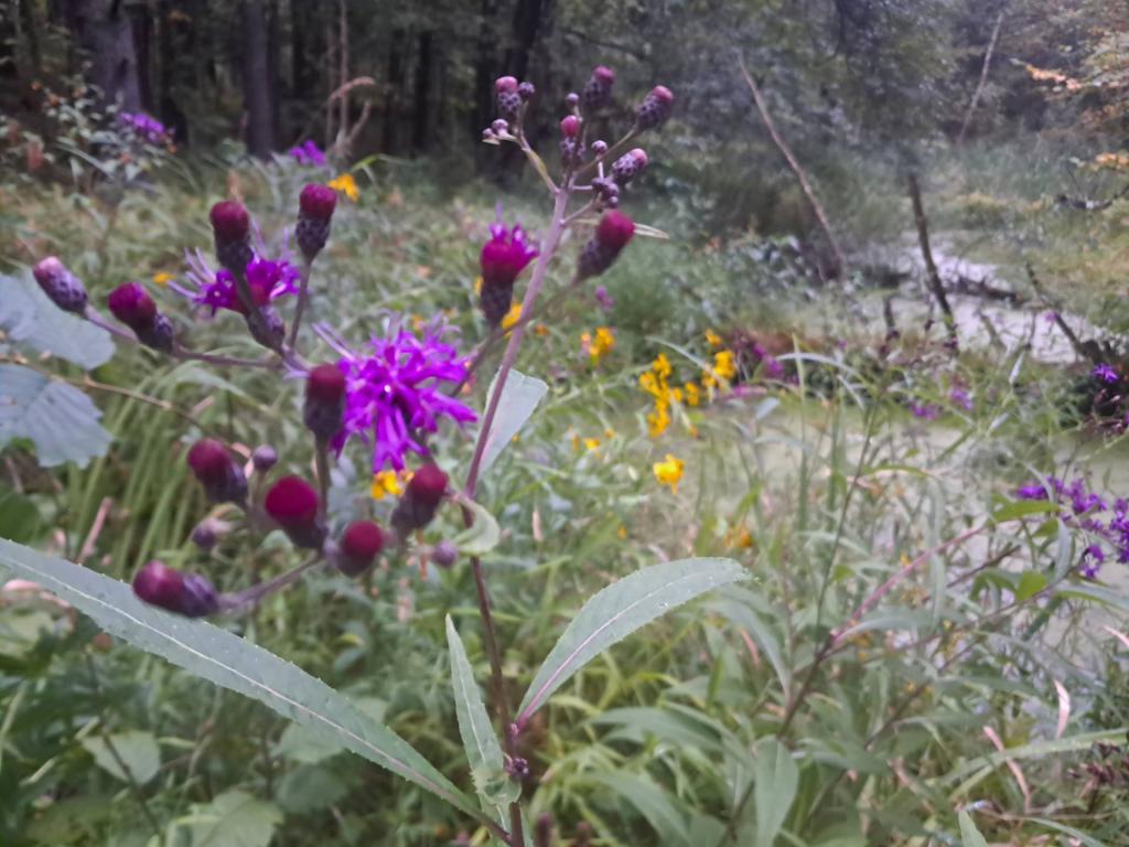 Photo: New York Ironweed Photo: New York Ironweed