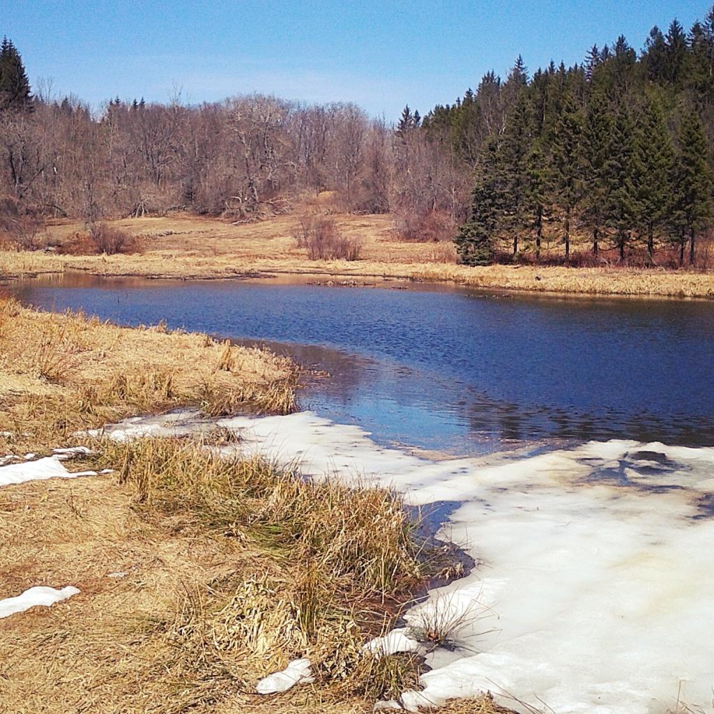 Photo: Shallow ponds are totally open now