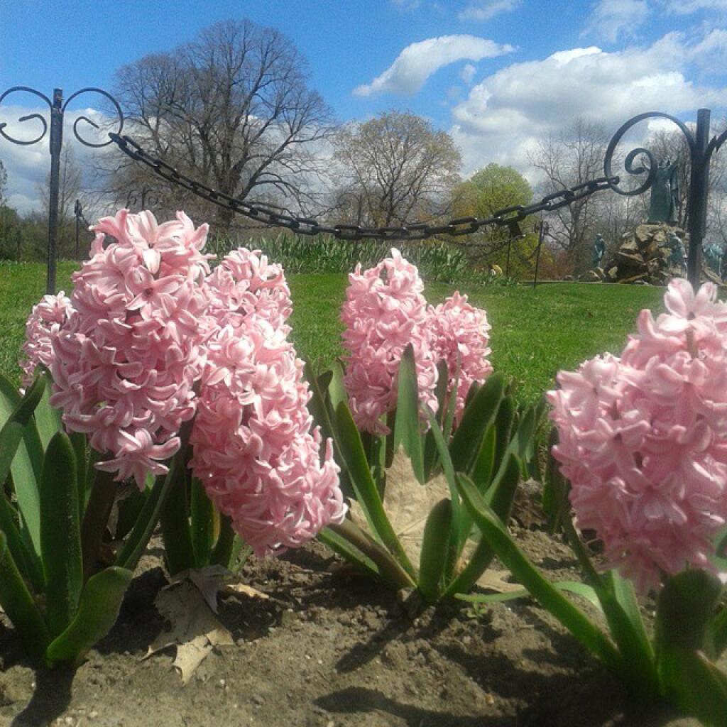 Photo: Pink