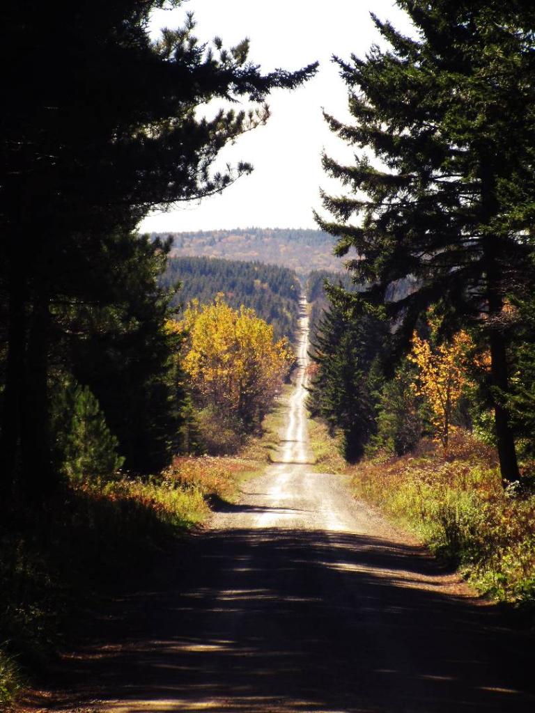 Photo: Dolly Sods Road